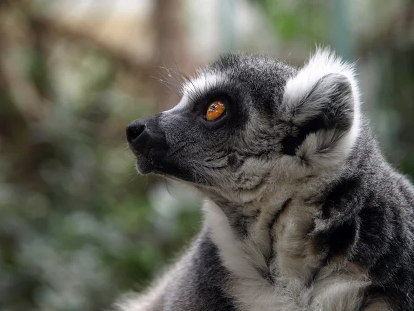 Retrato de Lemur Animal na reserva — Fotografia de Stock
