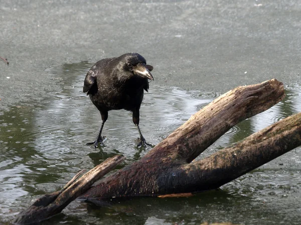 Черная ворона в луже — стоковое фото
