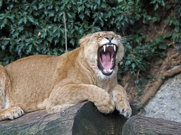 Portrait of  lioness in the reserve — Stock Photo, Image