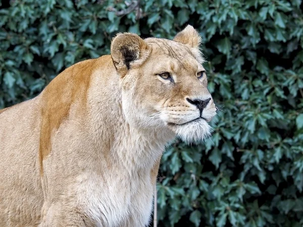 Porträt einer Löwin in der Reserve — Stockfoto