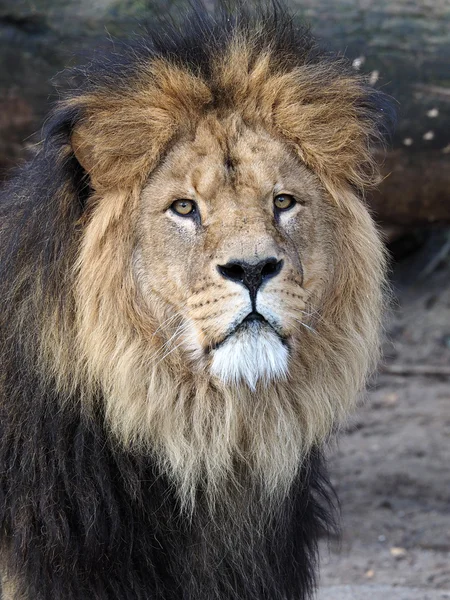 Portrait of Male lion in the reserve — Stock Photo, Image