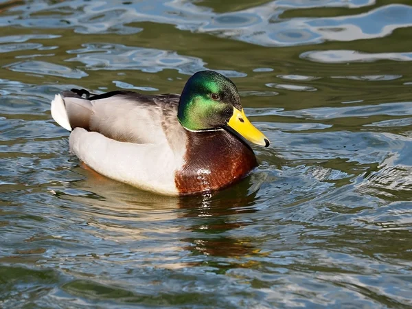 Pato macho en el agua — Foto de Stock