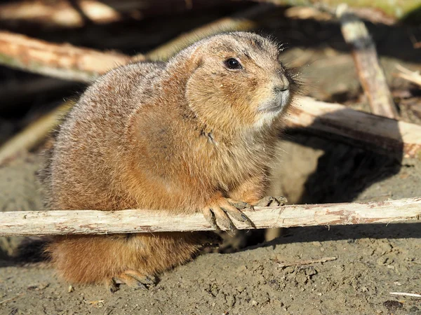 Nahaufnahme eines Präriehundes — Stockfoto