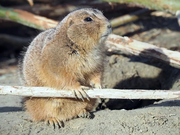 Close up of Prairie dog — Stock Photo, Image