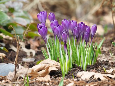 Crocusses bahçesinde, yakın çekim