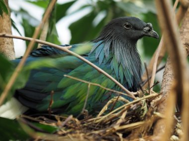 Caloenas nicobarica yuva