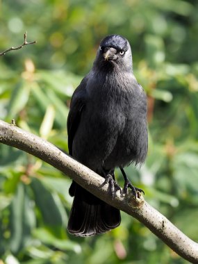 Ağaç dalı üzerinde oturan küçük karga