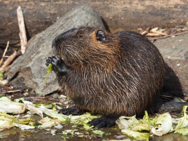 Lahana yemek coypu