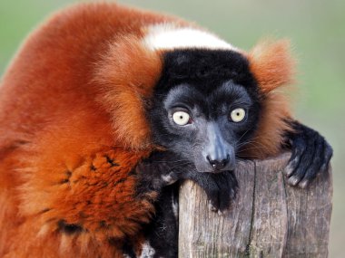 Kırmızı Lemur yakın çekim