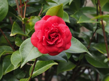 Close up of red Camelia clipart