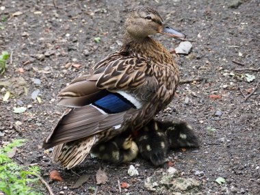 Zeminde dişi ördek