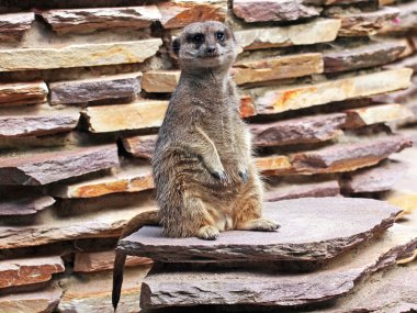 Close up of Meerkat sitting on stones clipart