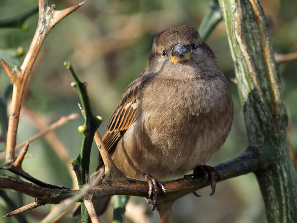 Passer domesticus close up