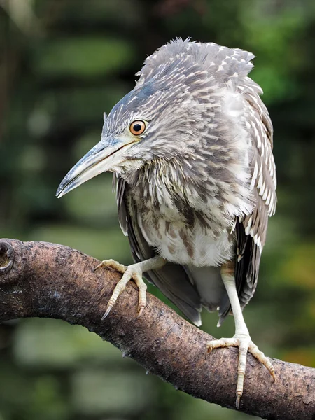 Nycticorax na drzewie — Zdjęcie stockowe