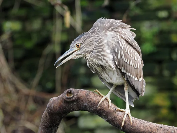 Nycticorax na drzewie — Zdjęcie stockowe