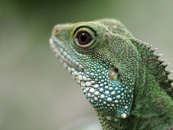 Grünes Wasseragama — Stockfoto