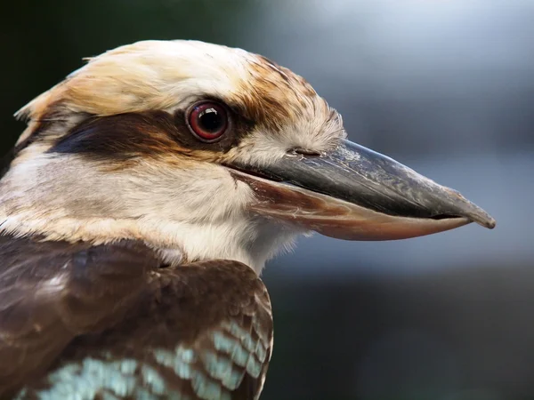 Kookaburra κοντινό πλάνο — Φωτογραφία Αρχείου
