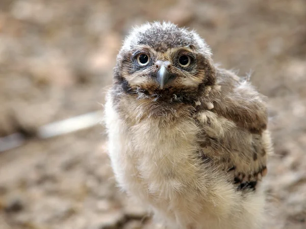 Close up of young hole owl — Stock Photo, Image