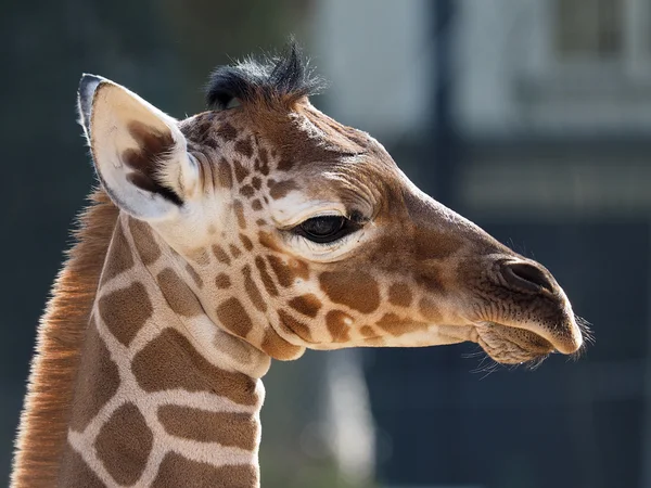 Крупним планом дитини Жираф — стокове фото