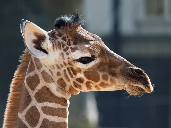 Gros plan sur Girafe bébé — Photo