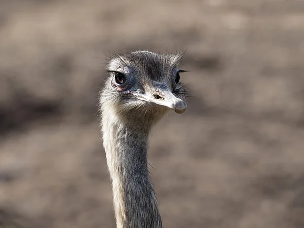 Porträtt av en gemensam Rhea — Stockfoto