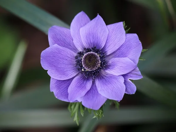 Gros plan de fleur violette — Photo