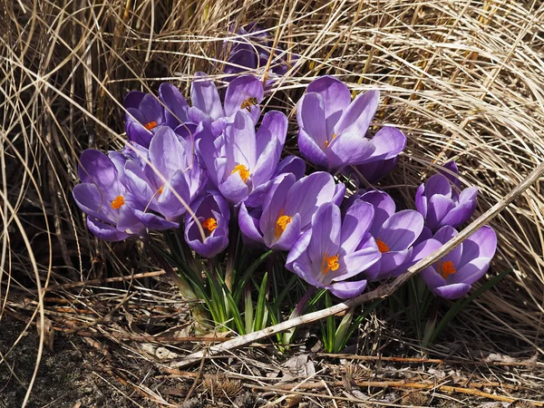 Crocusses bahçesinde, yakın çekim — Stok fotoğraf