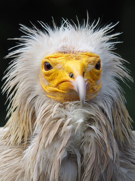 Nice white vulture — Stock Photo, Image