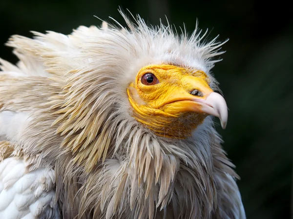 Beau vautour blanc — Photo