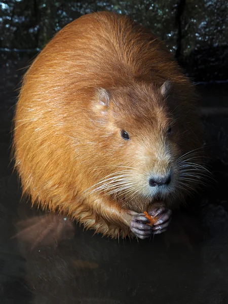 Bever Rat sitting carrot on rocks — стоковое фото