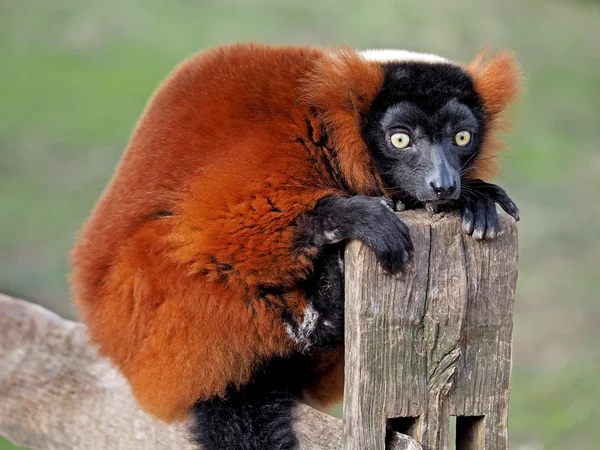 Zamknij się z Red Lemur — Zdjęcie stockowe