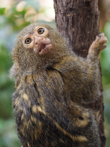 Pygmy apa på träd — Stockfoto