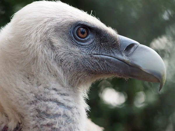 Vulture close up — Stock Photo, Image