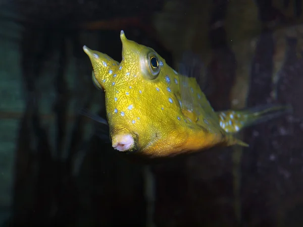 Trunk fish close up — Stock Photo, Image