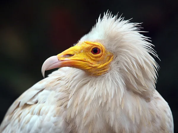 Close up of Egyptian Vulture — Stock Photo, Image