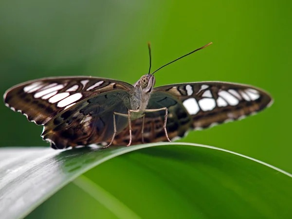 Butterfly on leaf — Stock Photo, Image