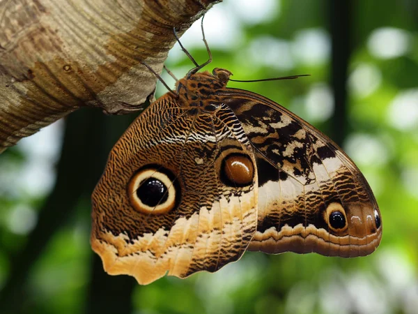 Mariposa en rama de madera —  Fotos de Stock