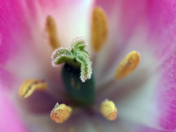 Close up de tulipa rosa — Fotografia de Stock