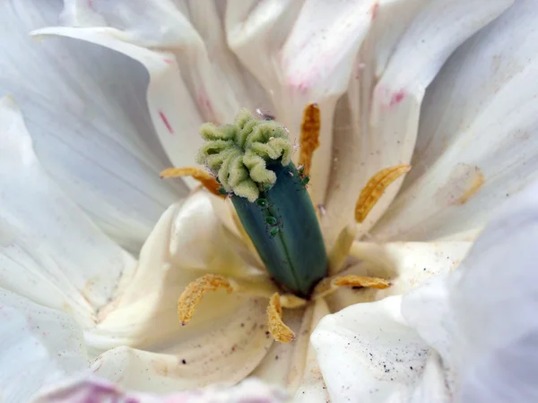 Bliska tulipanów — Zdjęcie stockowe