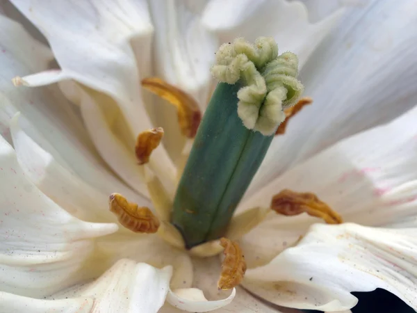 Close up van tulip — Stockfoto