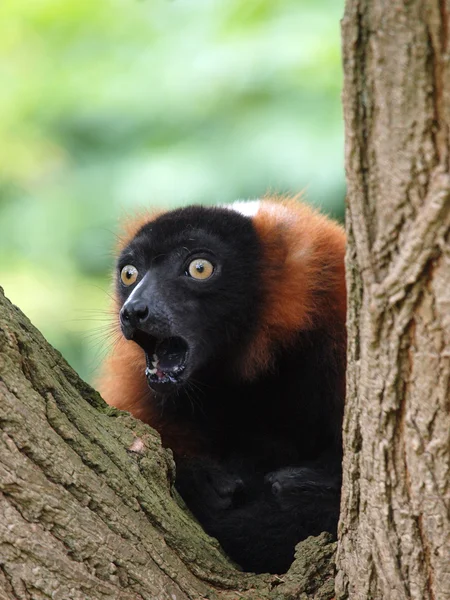 Red lemur in forest — Stock Photo, Image