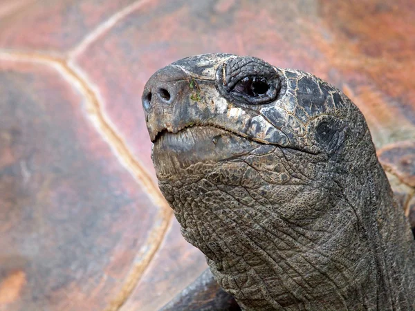 Close up van Giant schildpad — Stockfoto