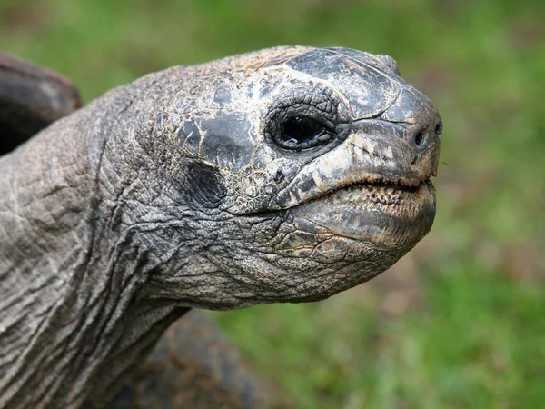 Close up de tartaruga gigante — Fotografia de Stock