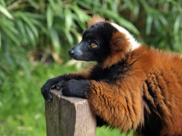 Červené lemur v lese — Stock fotografie