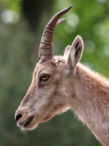 Κοντινό πλάνο Ibex — Φωτογραφία Αρχείου