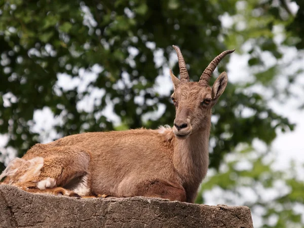 Ibex deitado em pedra — Fotografia de Stock