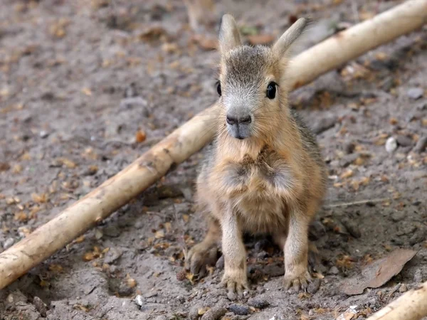 Seduto Pampas Hare allo zoo — Foto Stock