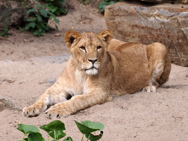 Porträt einer Löwin in der Reserve — Stockfoto