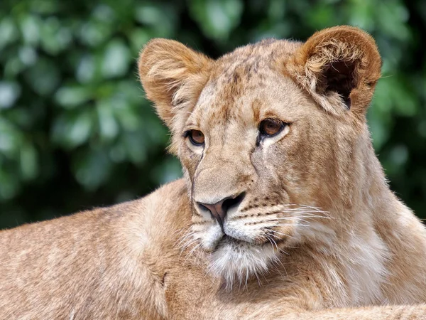 Porträt einer Löwin in der Reserve — Stockfoto