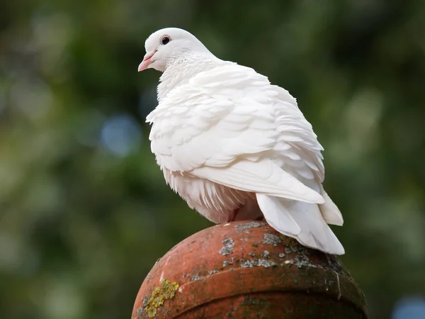 Weiße Taube — Stockfoto